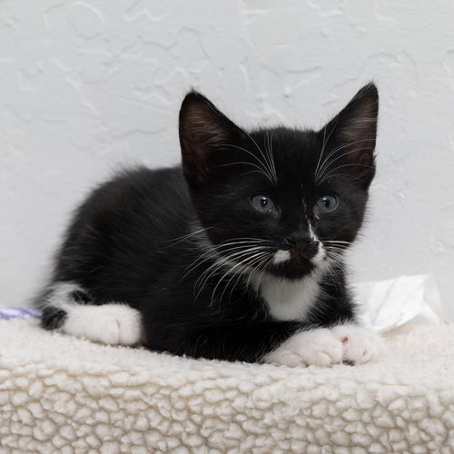 Simon