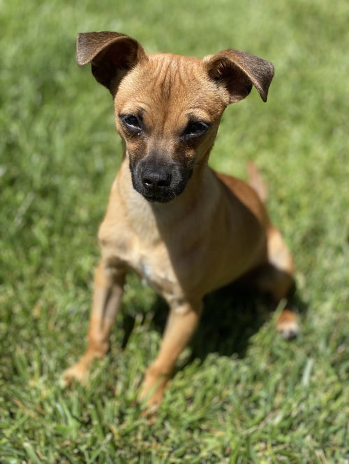 Tobi