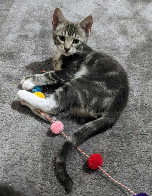 Pippin
