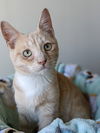 Ollie