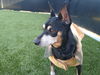 Murphy