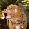 adoptable Dog in san jose, ca, CA named April