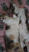 Sandy