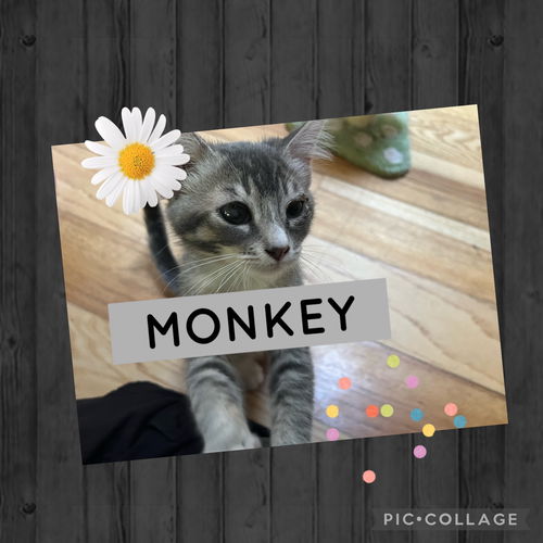 Monkey