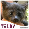 Teddy