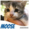 Moose