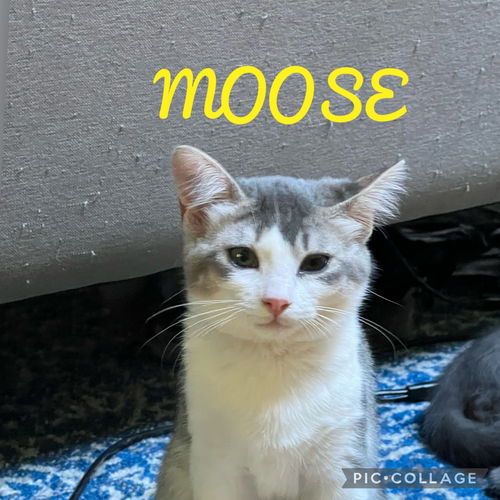 Moose