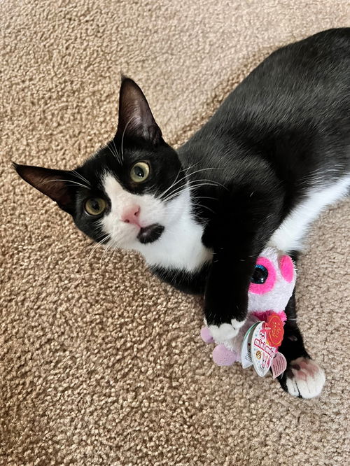 Socks