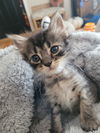 Brownie