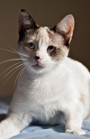 Lily