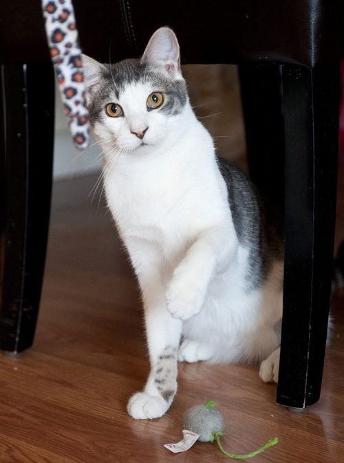 Milo