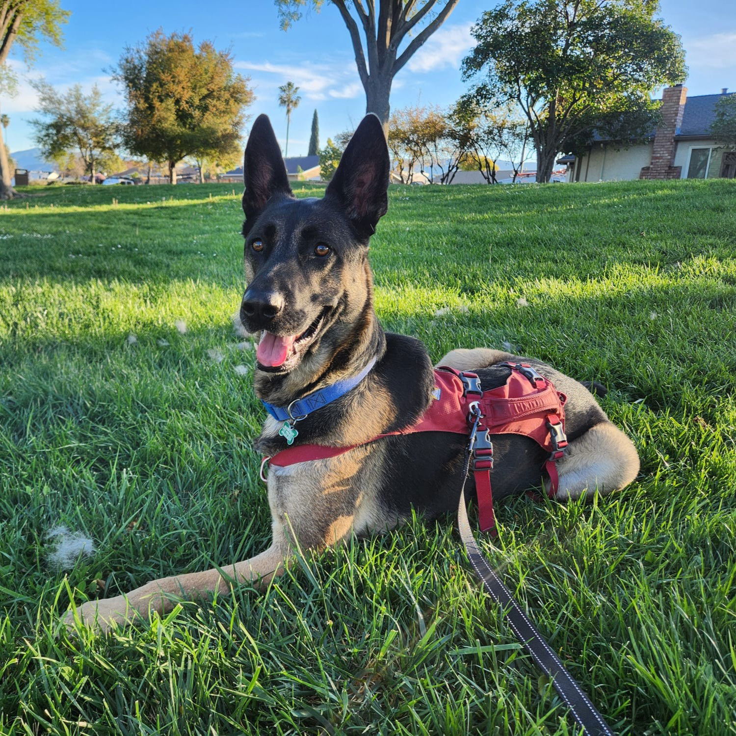 adoptable Dog in San Jose, CA named Coco