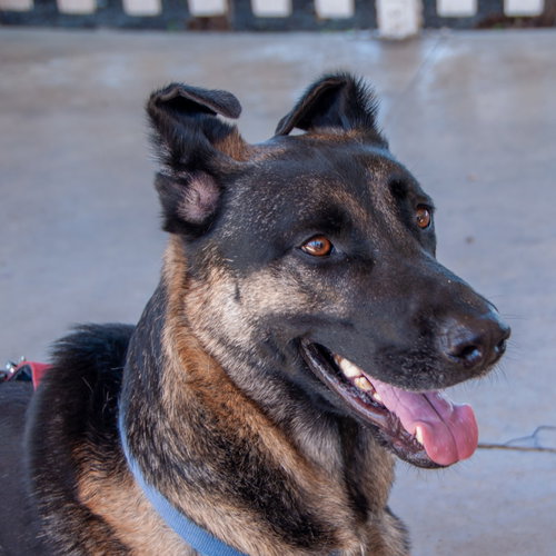 picture of the dog needing adoption