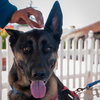 Milo - Photo 2