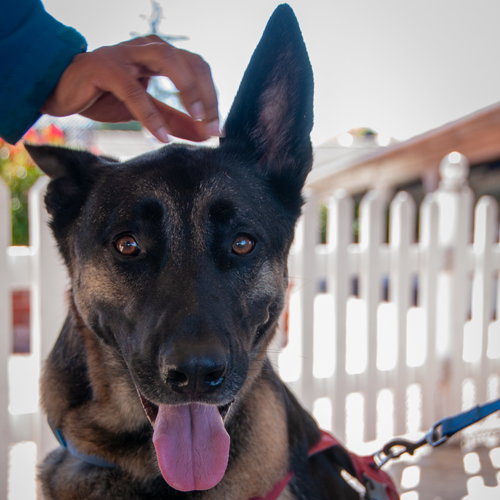 MILO - German Shepherd Dog / Belgian Shepherd Malinois available for adoption