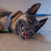Milo - Photo 3