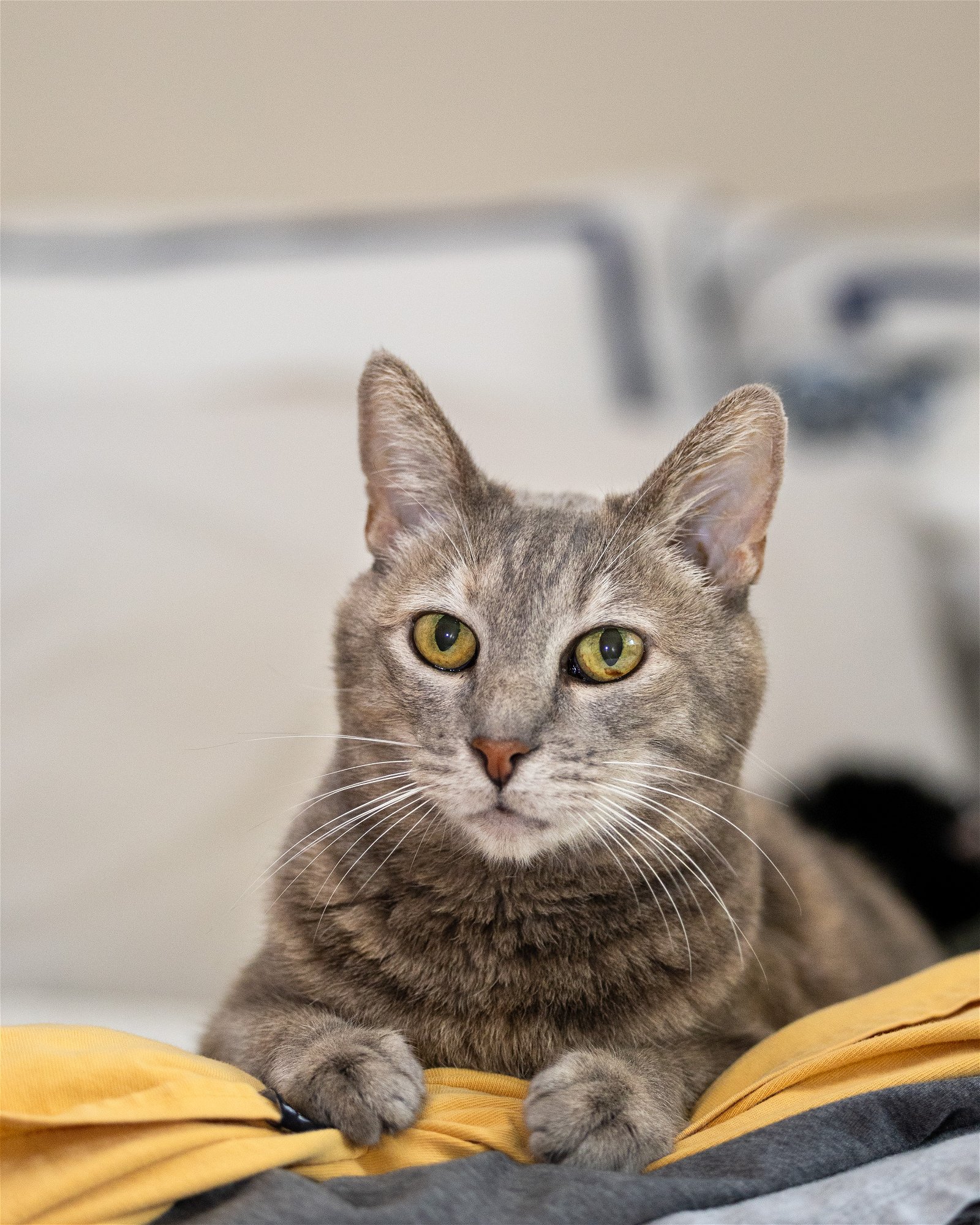 adoptable Cat in San Jose, CA named Didi