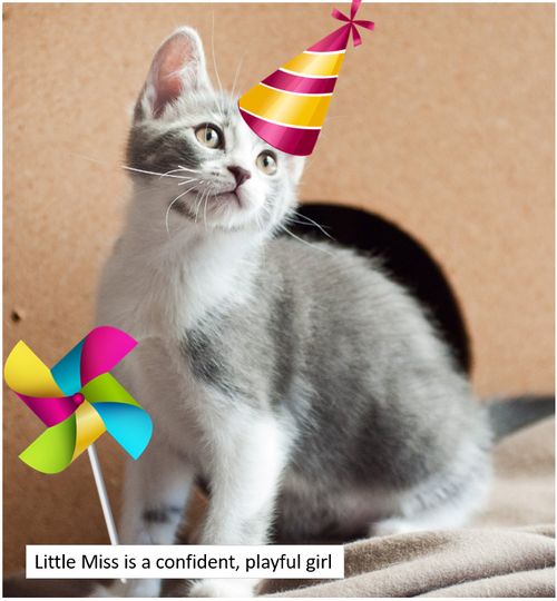 Little Miss
