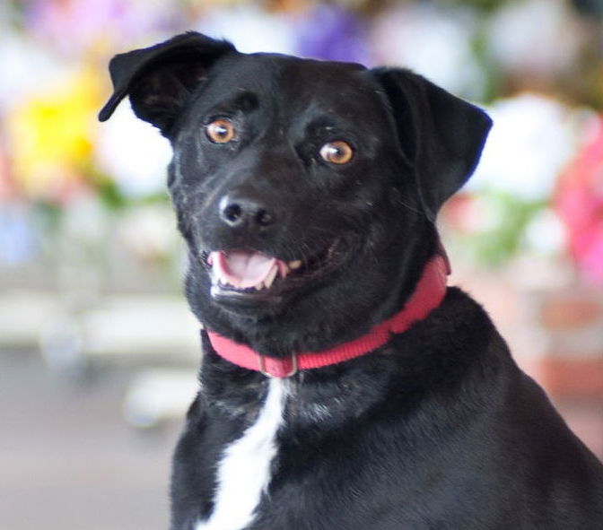 adoptable Dog in San Jose, CA named Rodrick