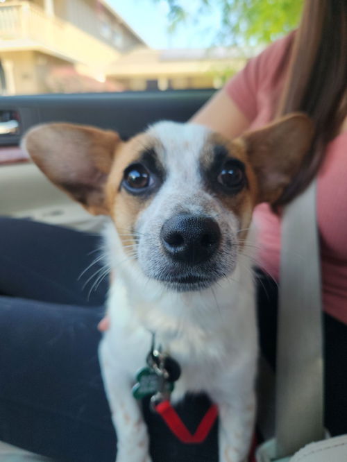 Scout