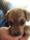 Tinkerbell