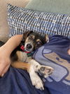 Buddy