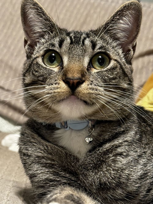 Winnie the Cat