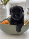 Licorice