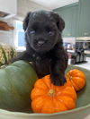 Licorice