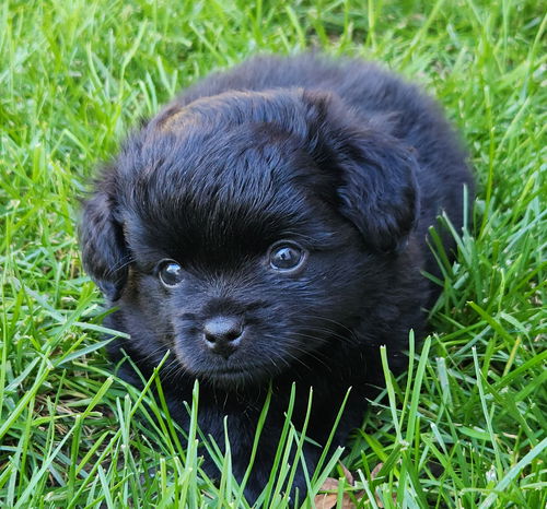 Licorice
