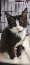 Mittens