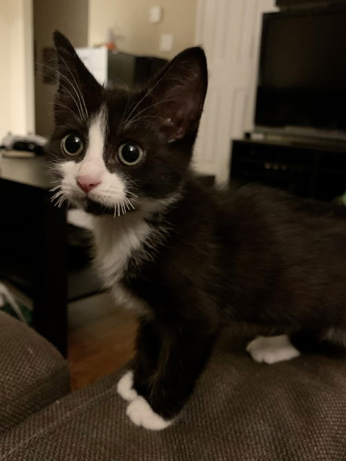 Mittens