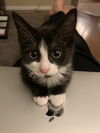 Mittens