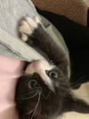 Mittens