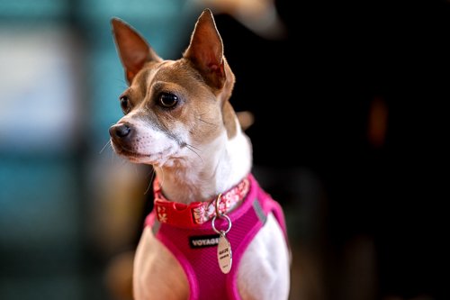 adoptable Dog in San Jose, CA named Chloe
