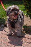 Wally