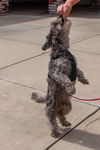 Wally