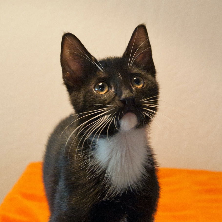 adoptable Cat in San Jose, CA named Blackberry