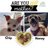 adoptable Dog in  named Honey and Chip