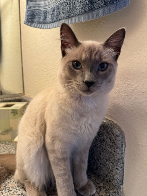Mochi
