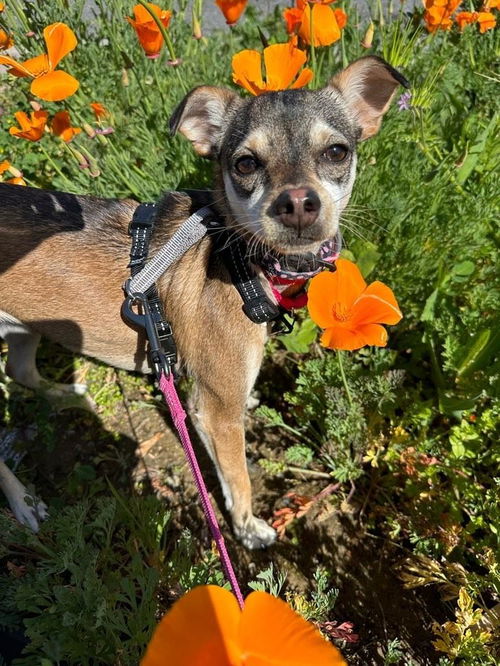 picture of the dog needing adoption