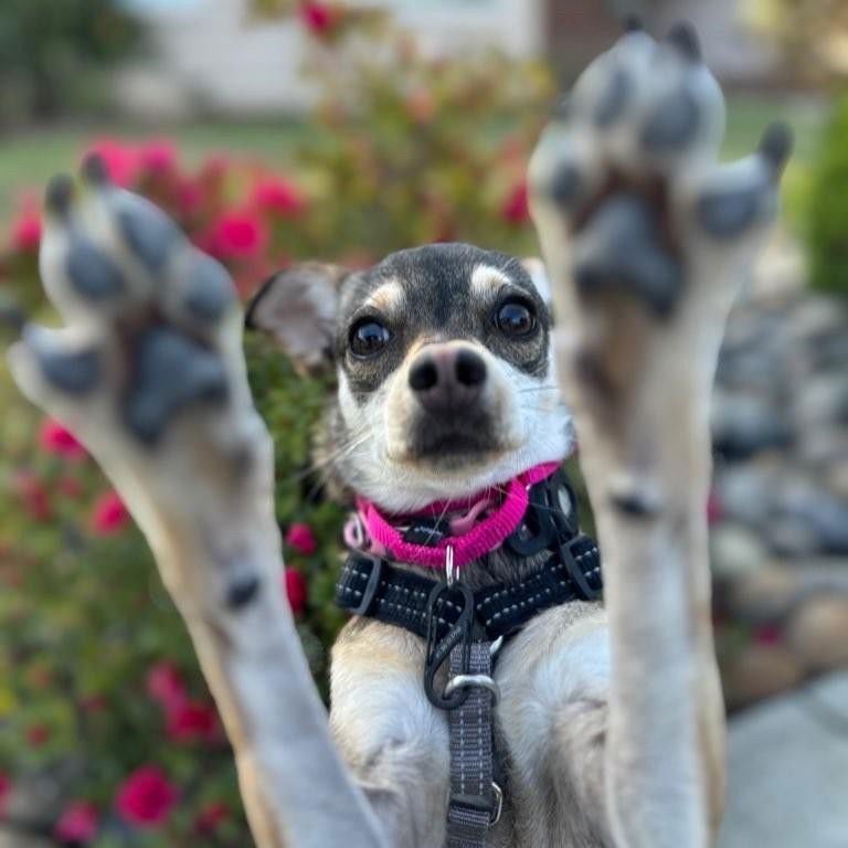 adoptable Dog in San Jose, CA named Dot