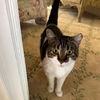adoptable Cat in San Jose, CA named Suki