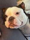 Herbie