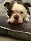 Herbie