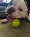 Herbie