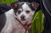 Roxi
