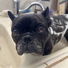 adoptable Dog in  named Bix
