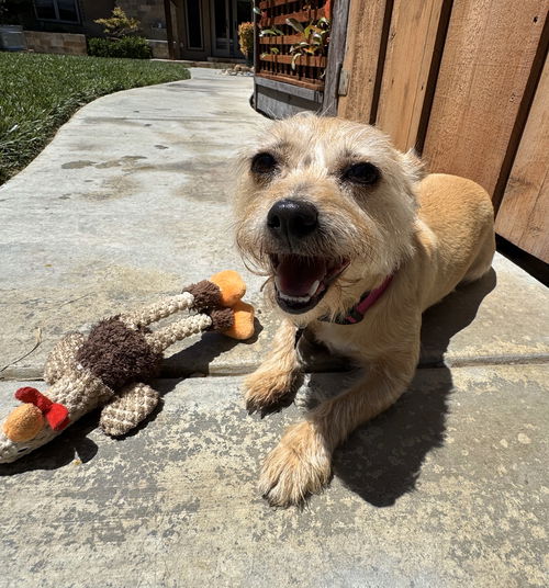 picture of the dog needing adoption