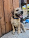 Buster
